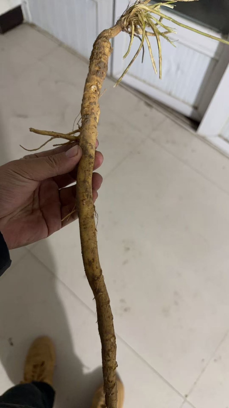 移栽防风条子
