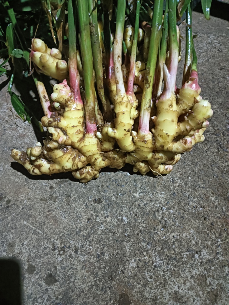 生姜