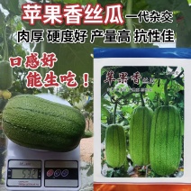 苹果香丝瓜种子杂交肉丝瓜肉厚可生吃苹果丝瓜种籽庭院蔬菜