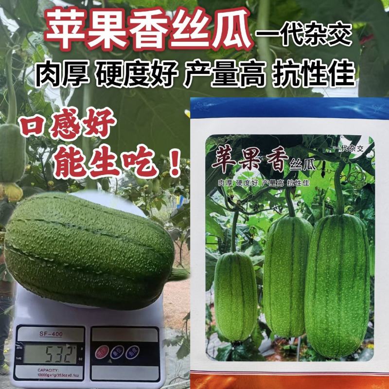 苹果香丝瓜种子杂交肉丝瓜肉厚可生吃苹果丝瓜种籽庭院蔬菜