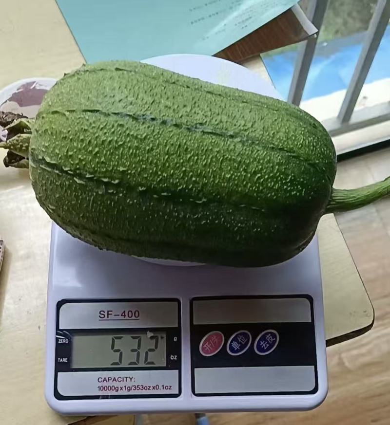 苹果香丝瓜种子杂交肉丝瓜肉厚可生吃苹果丝瓜种籽庭院蔬菜