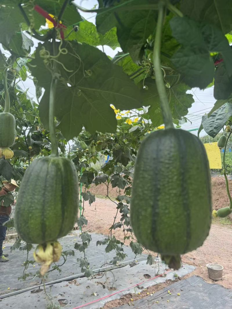 苹果香丝瓜种子杂交肉丝瓜肉厚可生吃苹果丝瓜种籽庭院蔬菜