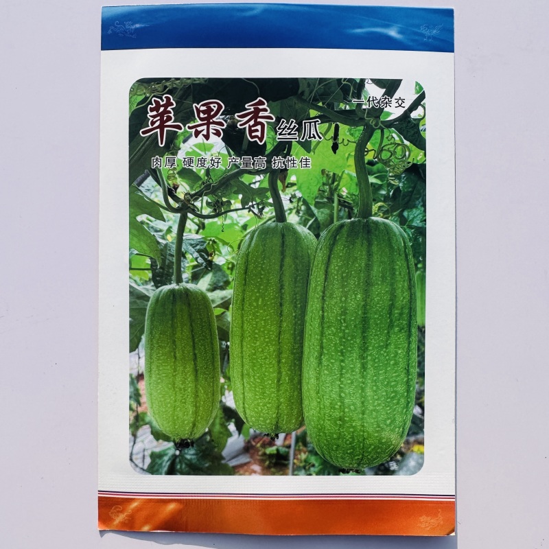 苹果香丝瓜种子杂交肉丝瓜肉厚可生吃苹果丝瓜种籽庭院蔬菜