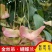 买一送一）金丝吊蝴蝶苗盆栽盆景招财摇钱树发财树四季开花耐