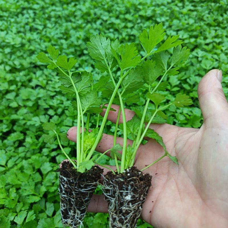芹菜苗大量出货