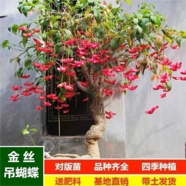买一送一）金丝吊蝴蝶苗盆栽盆景招财摇钱树发财树四季开花耐