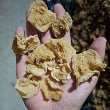羊肚耳单片无根单片沙耳羊肚耳电商货羊肚耳批发零售自产自销