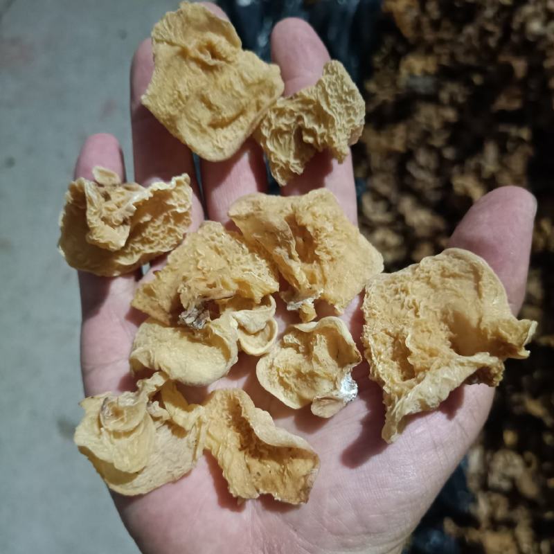羊肚耳单片无根单片沙耳羊肚耳电商货羊肚耳批发零售自产自销