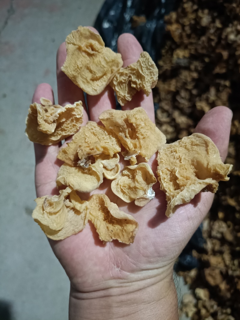 羊肚耳单片无根单片沙耳羊肚耳电商货羊肚耳批发零售自产自销