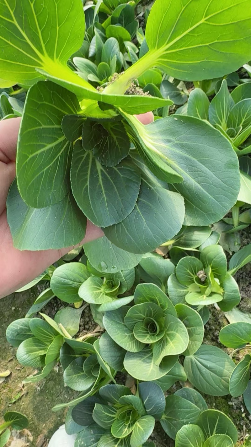 【海量货源】精品上海青江苏上海青基地直发量大从优