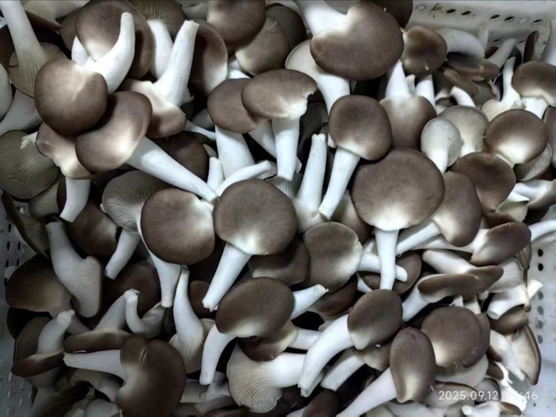 精品秀珍双A可接商超加工厂一手货源