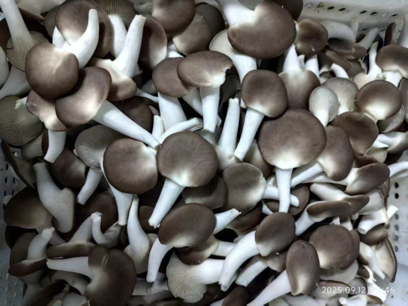 精品秀珍双A可接商超加工厂一手货源