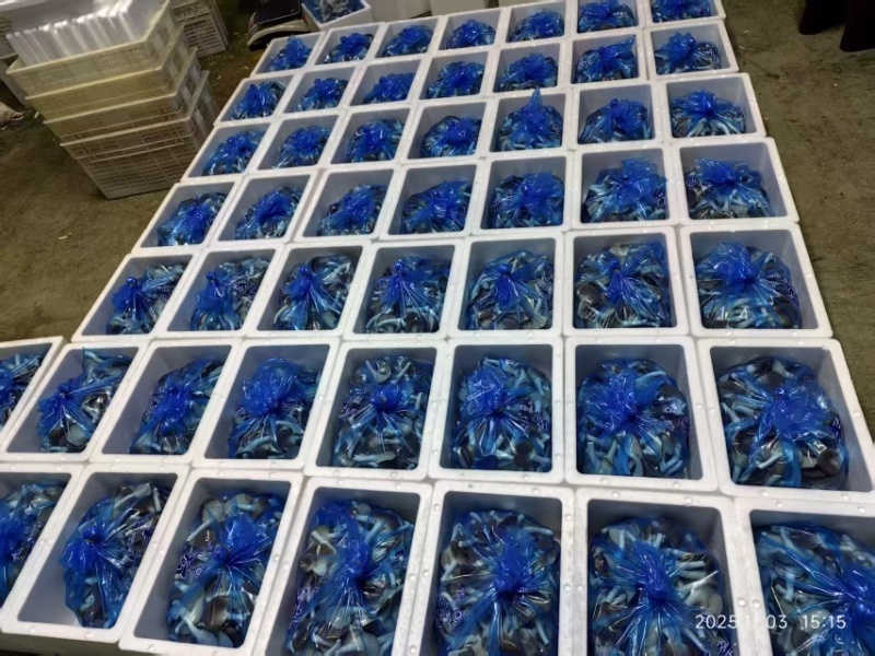 精品秀珍双A可接商超加工厂一手货源