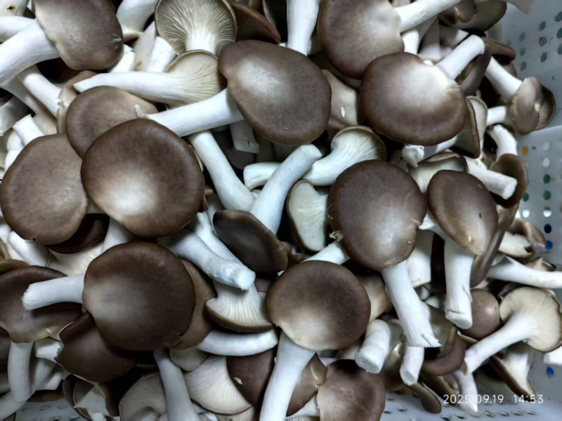精品秀珍双A可接商超加工厂一手货源