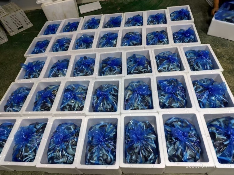 精品秀珍双A可接商超加工厂一手货源