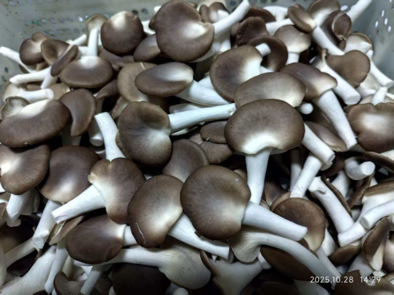 精品秀珍双A可接商超加工厂一手货源