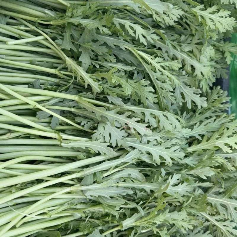 精品茼蒿小叶茼蒿量大从优支持视频和实地看货欢迎咨询