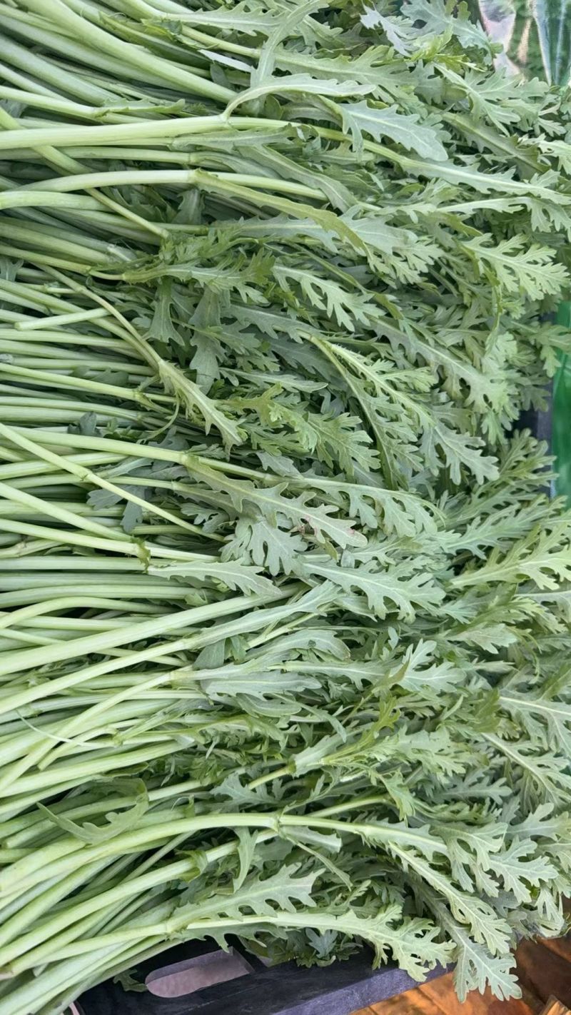 精品茼蒿小叶茼蒿量大从优支持视频和实地看货欢迎咨询