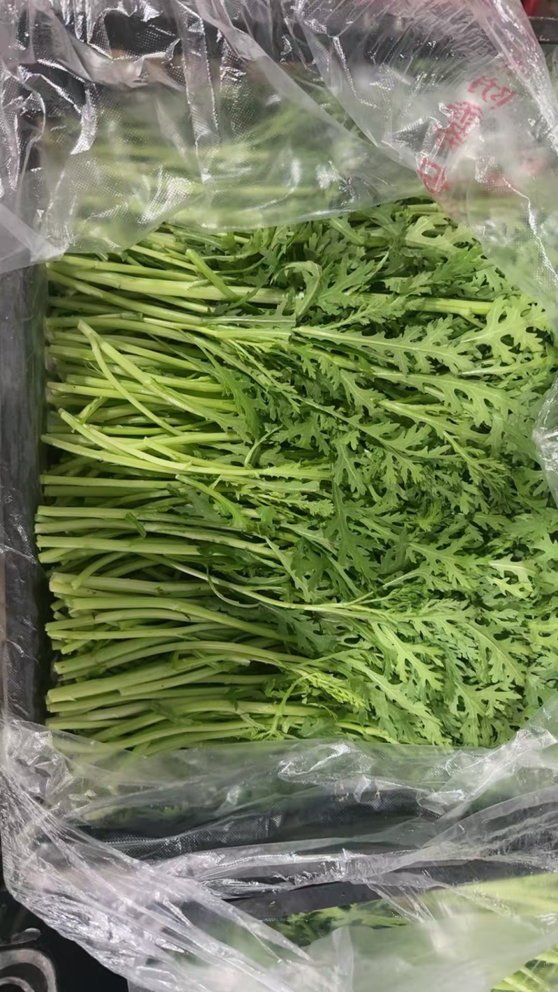 精品茼蒿小叶茼蒿量大从优支持视频和实地看货欢迎咨询