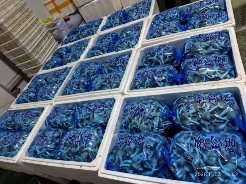 精品单A可接商超加工厂一手货源