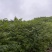 正宗川黄柏苗柏树苗大量供应基地直发可视频看货欢迎
