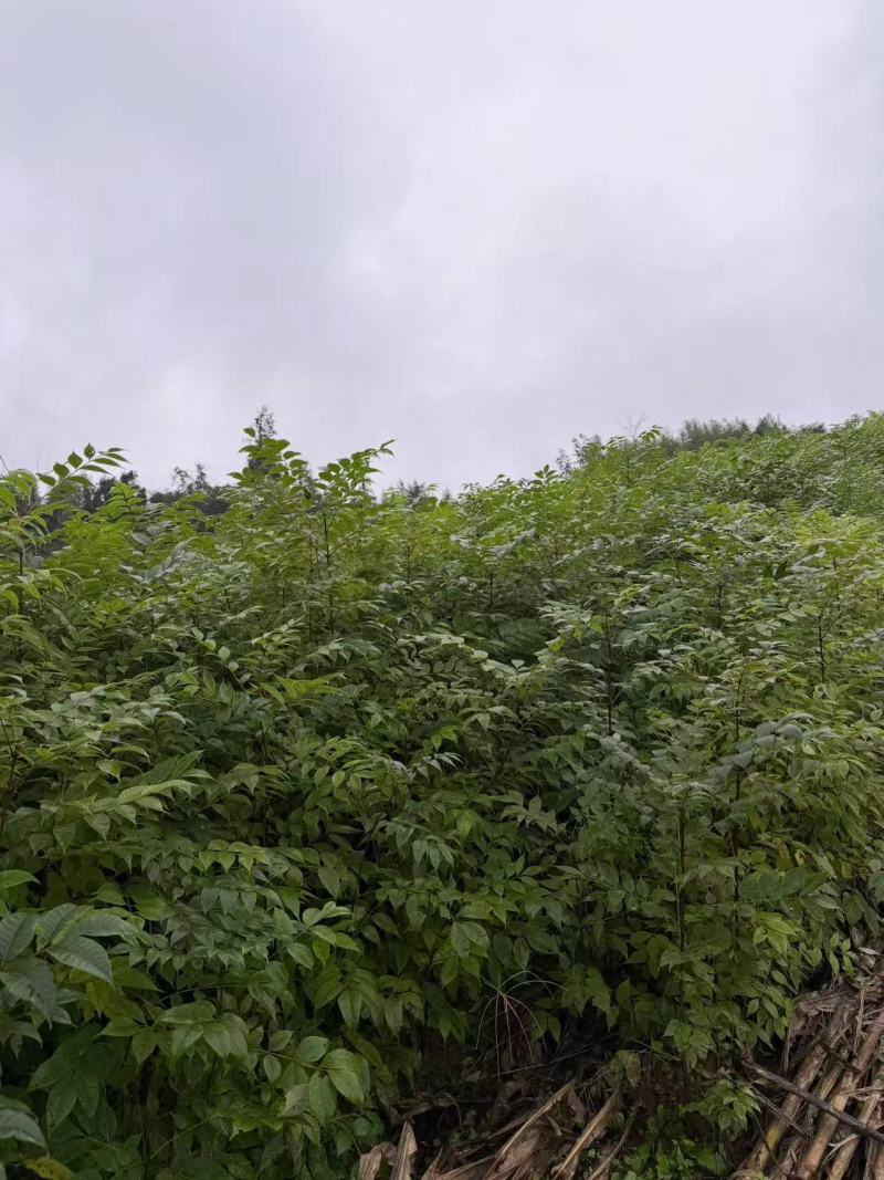正宗川黄柏苗柏树苗大量供应基地直发可视频看货欢迎
