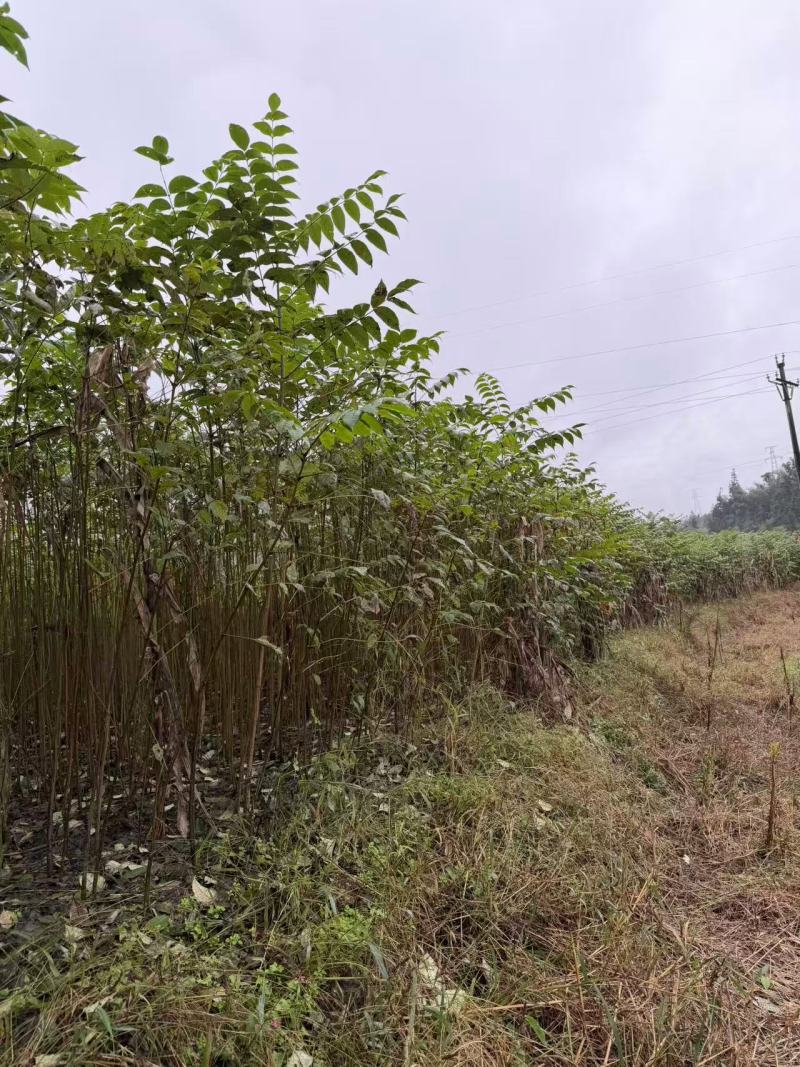 正宗川黄柏苗柏树苗大量供应基地直发可视频看货欢迎