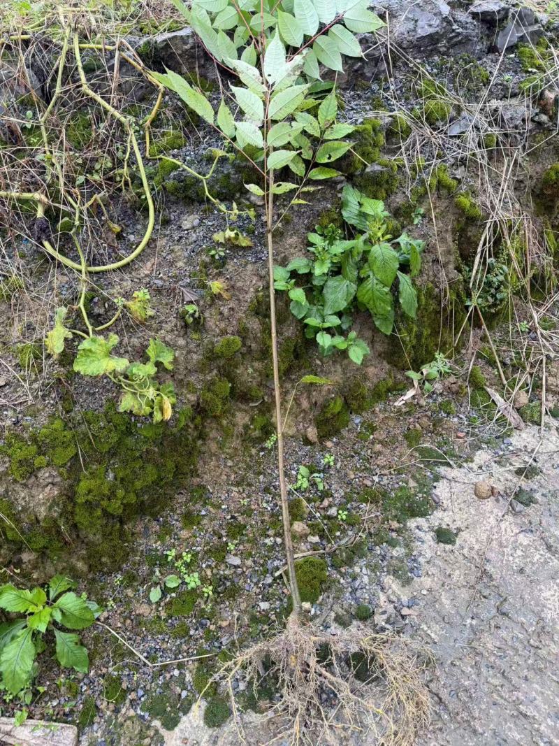 正宗川黄柏苗柏树苗大量供应基地直发可视频看货欢迎