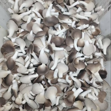 B级菇量大从优可接商超加工厂