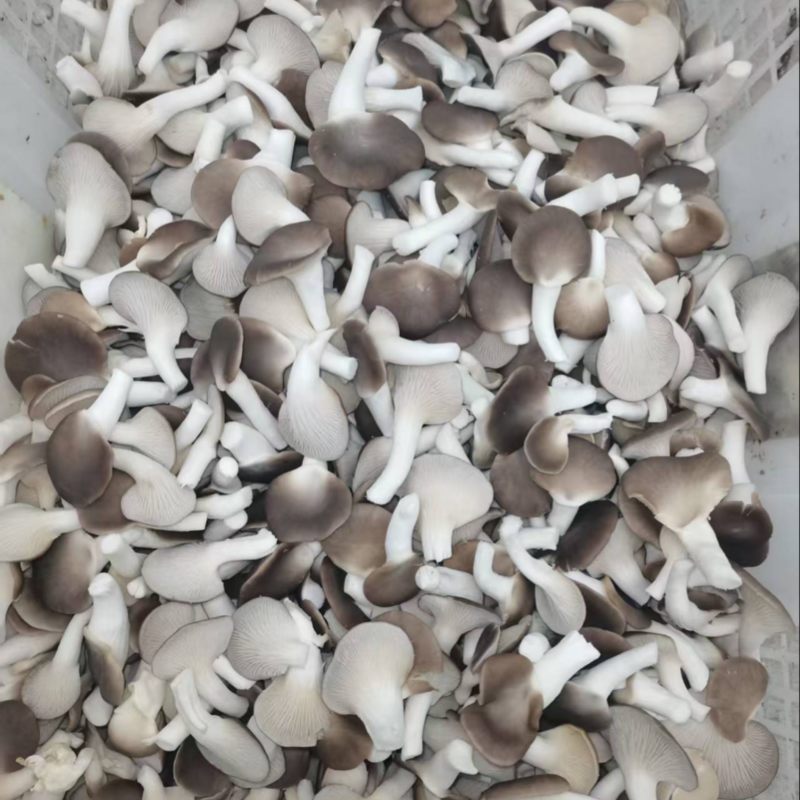B级菇量大从优可接商超加工厂