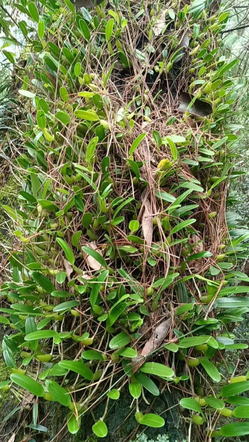 本地单叶小果石橄榄批发鸡煲档口石橄榄