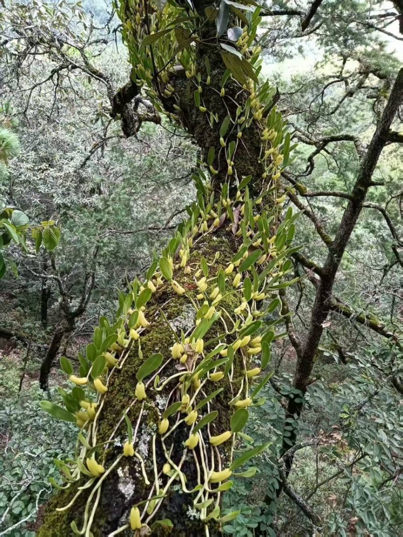 本地单叶小果石橄榄批发鸡煲档口石橄榄