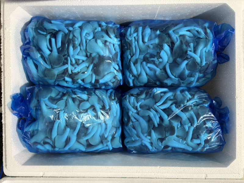 B级菇量大从优可接商超加工厂