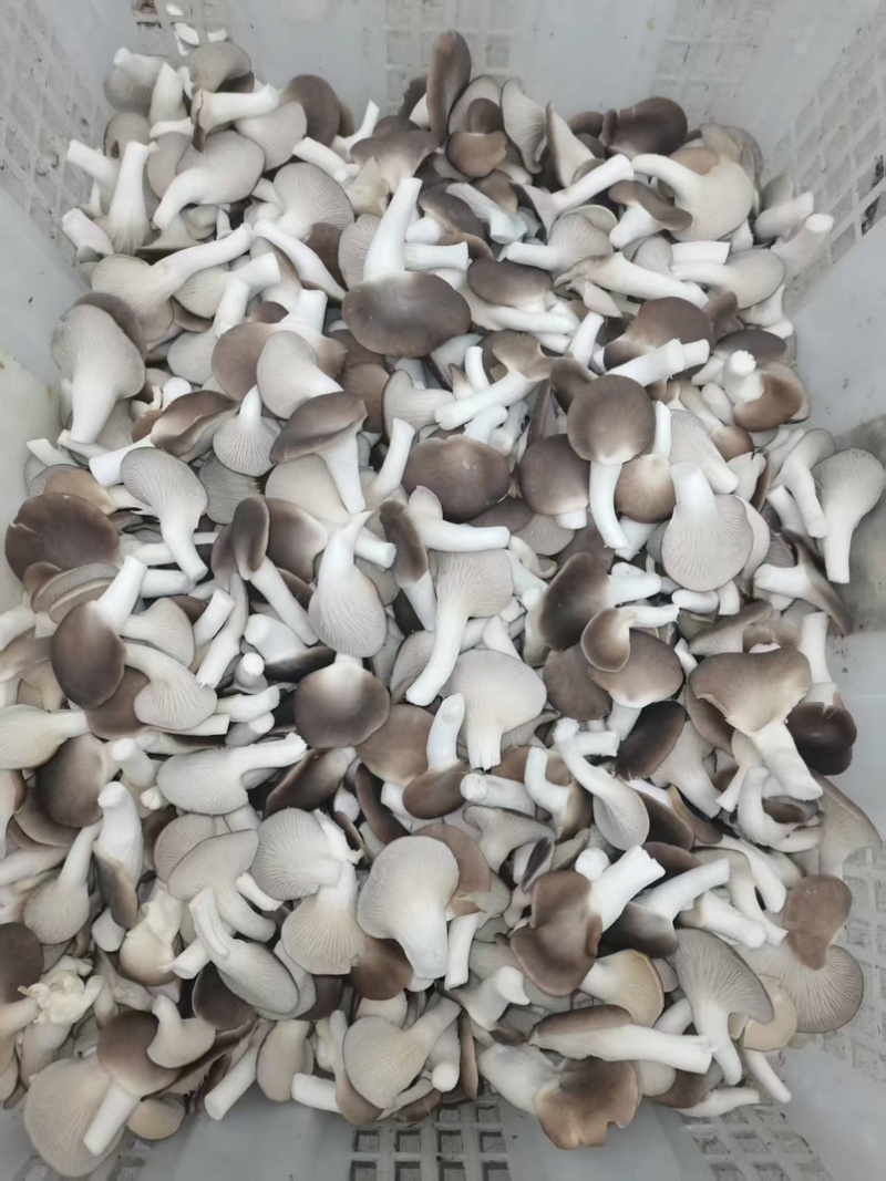 B级菇量大从优可接商超加工厂