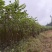 柏树苗黄柏苗大量供应可视频看货欢迎来电采购