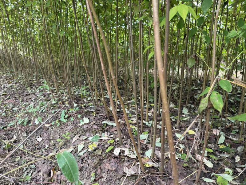 柏树苗黄柏苗大量供应可视频看货欢迎来电采购