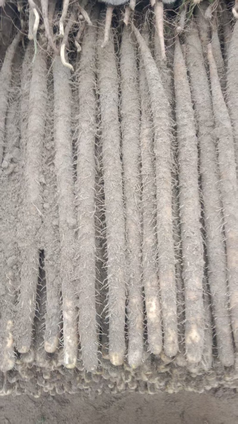 双棒山药456789