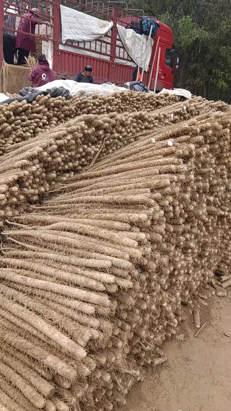 双棒山药456789