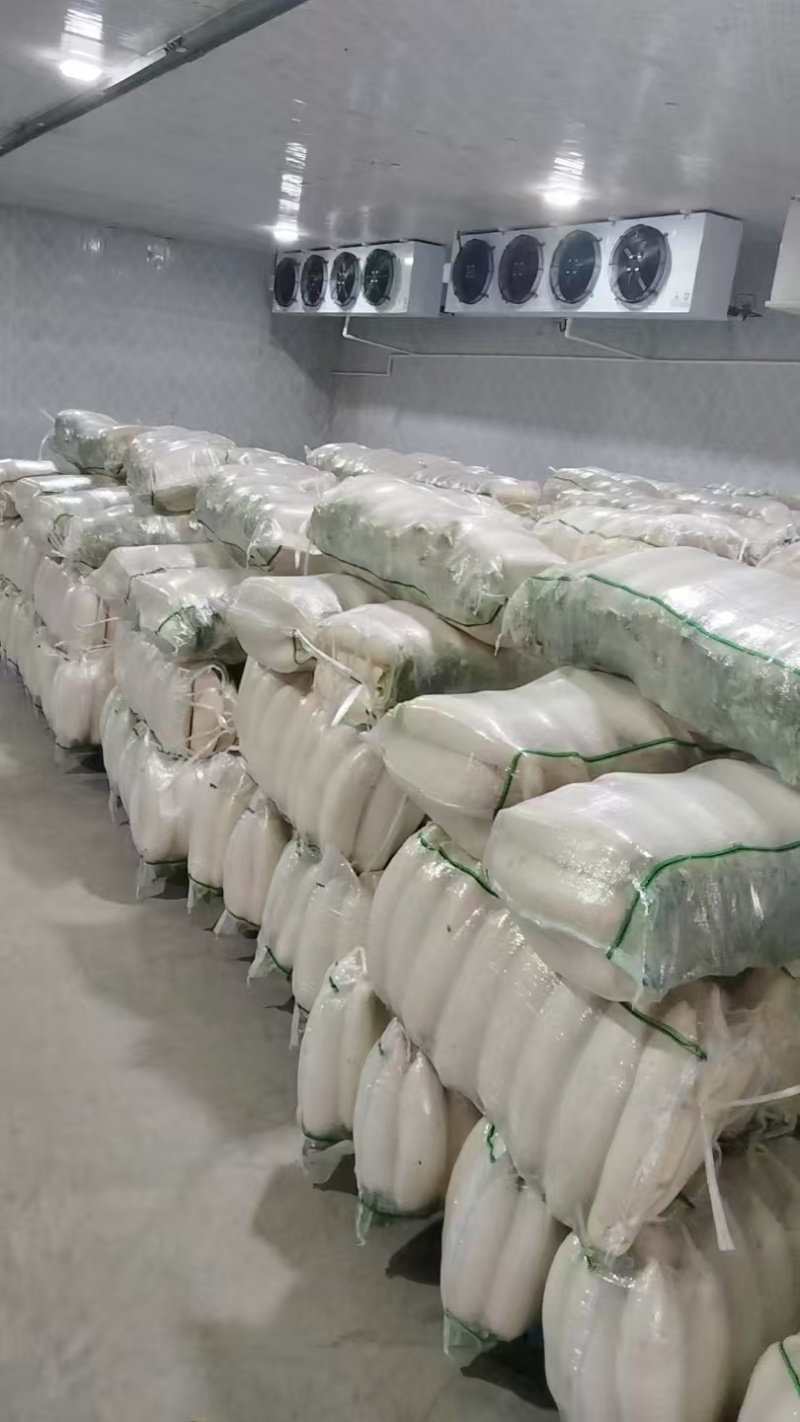 白萝卜，大量有货，源头产地直发，需要的老板联系