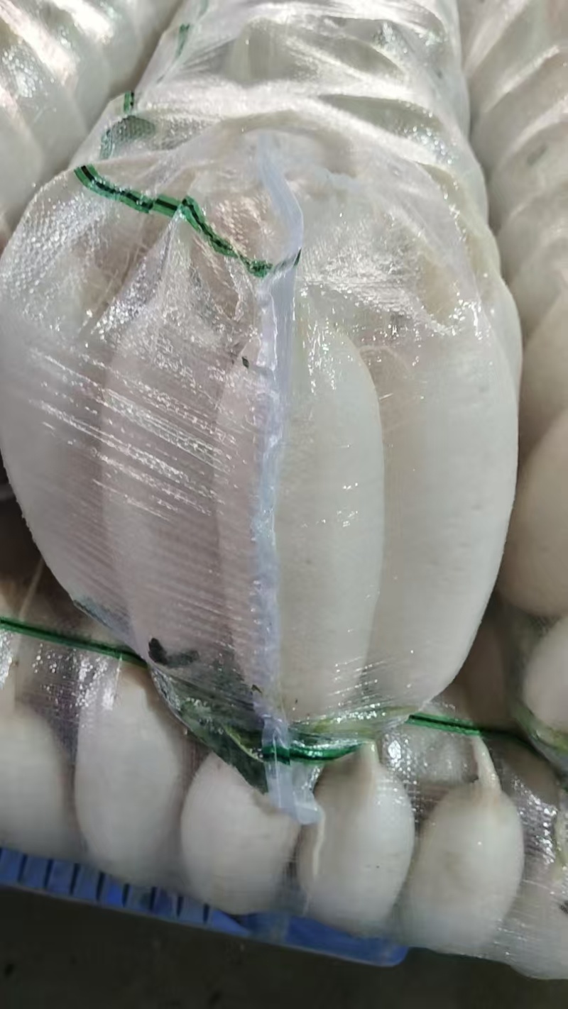 白萝卜，大量有货，源头产地直发，需要的老板联系
