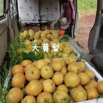 云南玉溪华宁梨