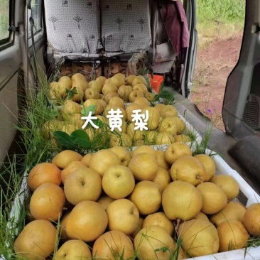 云南玉溪华宁梨