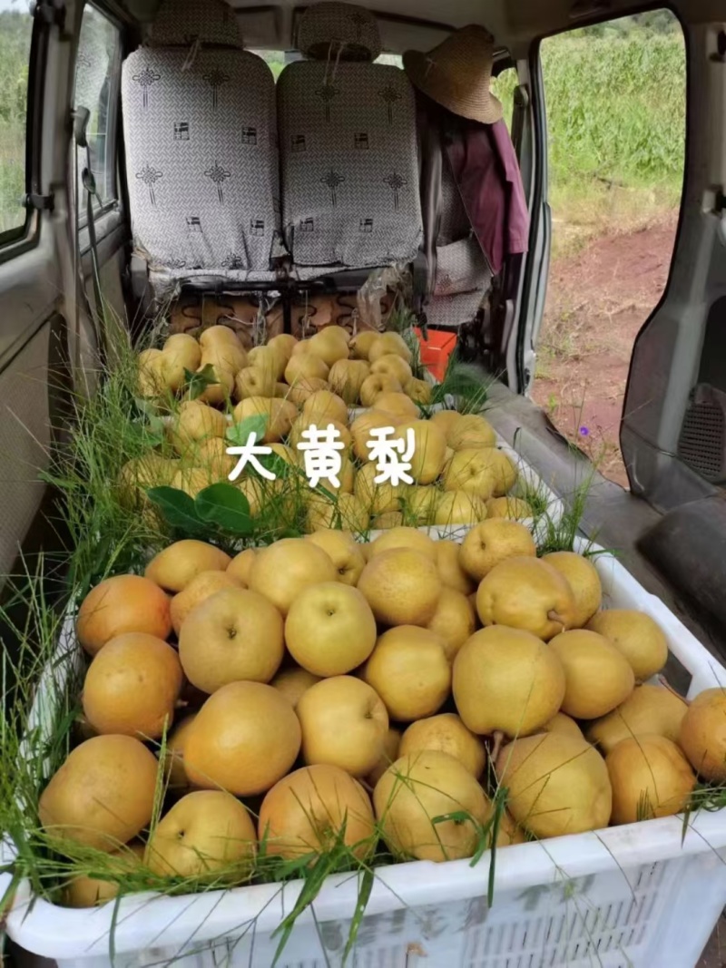 云南玉溪华宁梨