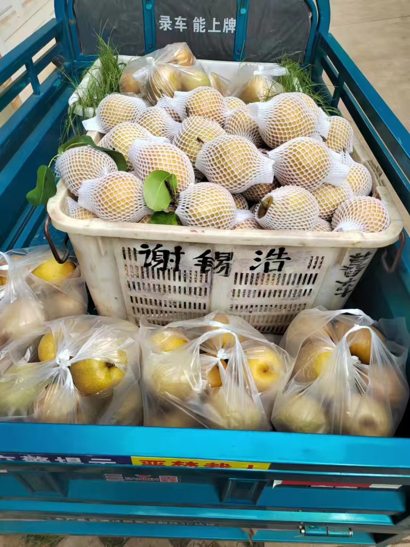 云南玉溪华宁梨