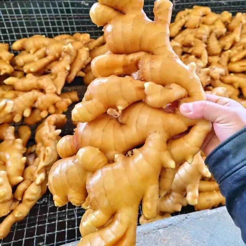 热卖_电商货-【市场】(大黄姜风干姜/水洗姜/沙土姜)等
