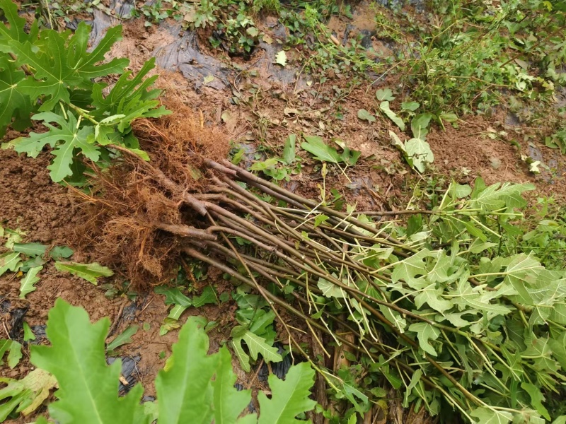 波姬红无花果树苗水果苗基地直发现挖现发保证质量