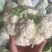 白花花菜，湖北白花花菜诚信代办，发货装车一条龙服务