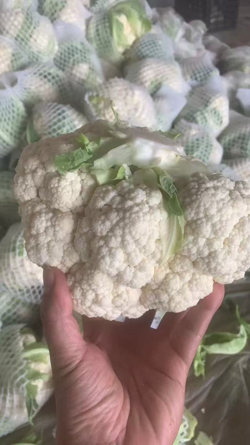 白花花菜，湖北白花花菜诚信代办，发货装车一条龙服务