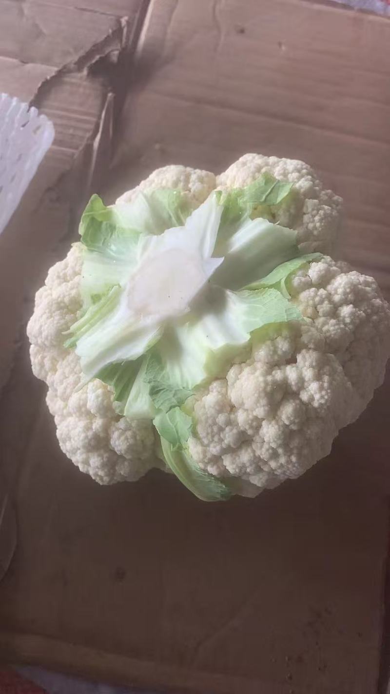 白花花菜，湖北白花花菜诚信代办，发货装车一条龙服务