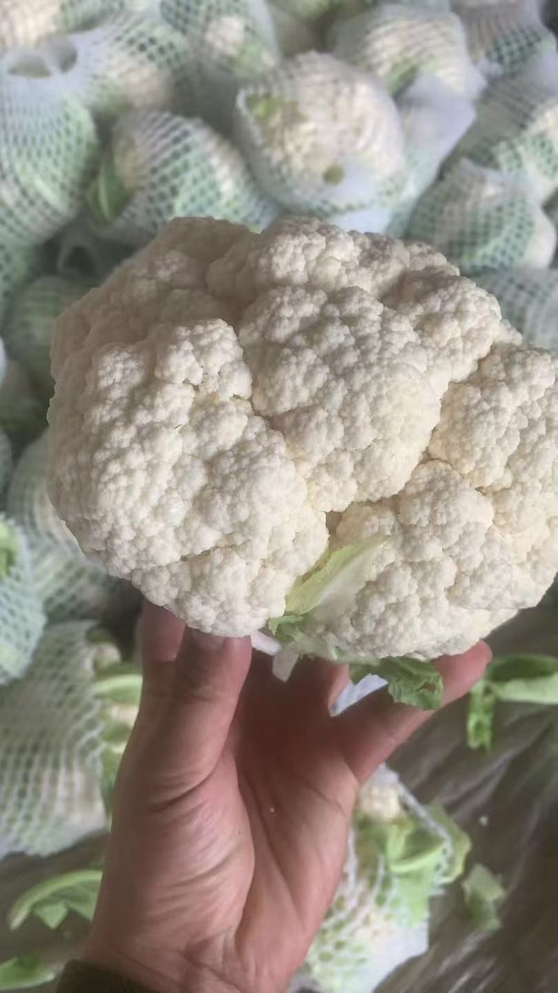 白花花菜，湖北白花花菜诚信代办，发货装车一条龙服务